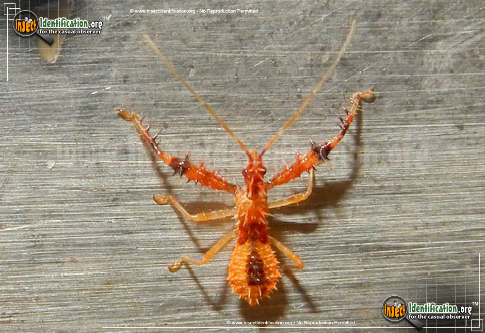 Full-sized image of the Spined-Spiny-Assassin-Bug-Nymph