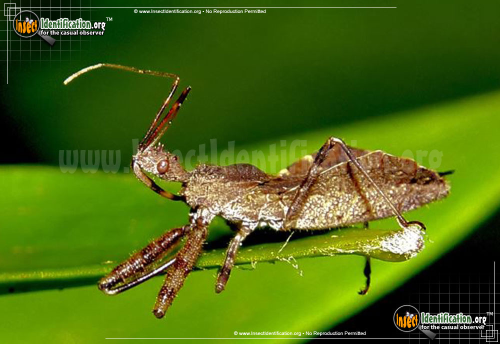 Full-sized image #2 of the Spined-Assassin-Bug