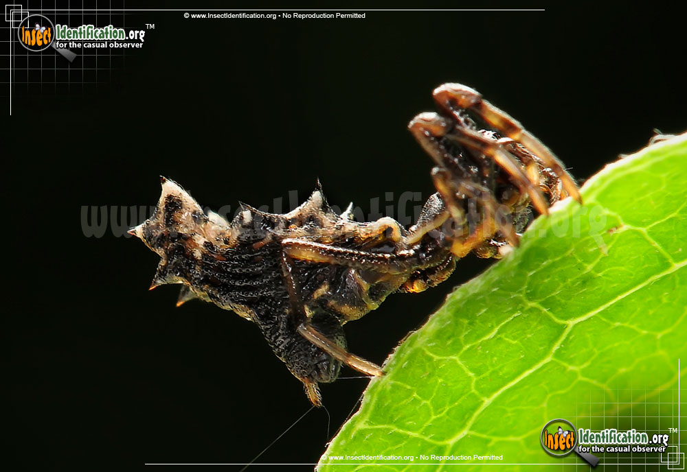 Full-sized image #5 of the Spined-Micrathena-Spider