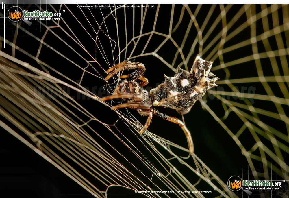 Full-sized image #9 of the Spined-Micrathena-Spider