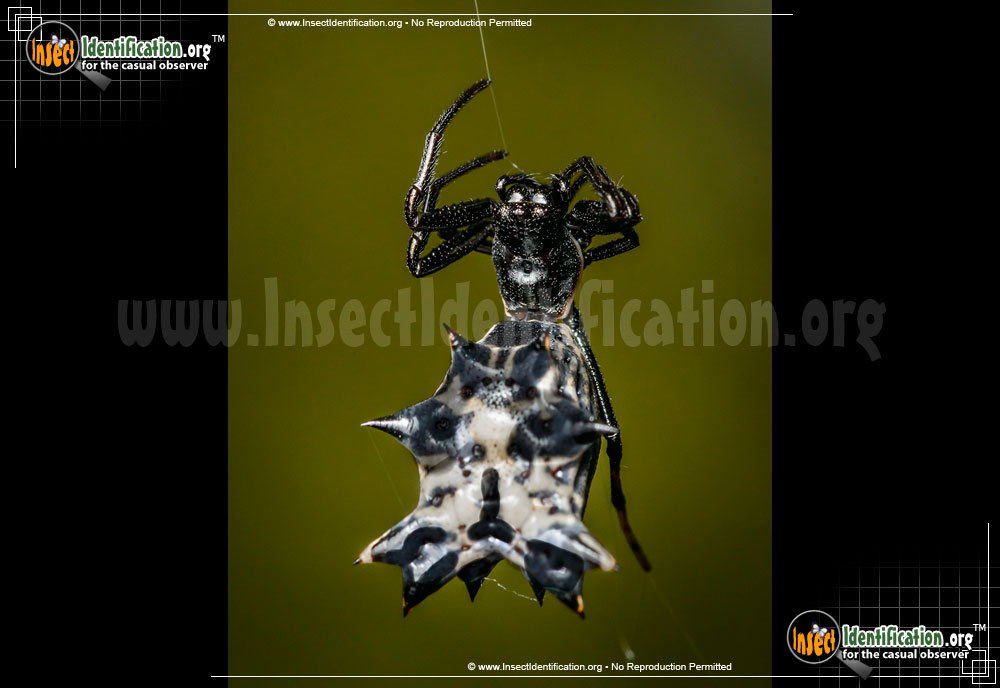 Full-sized image of the Spined-Micrathena-Spider