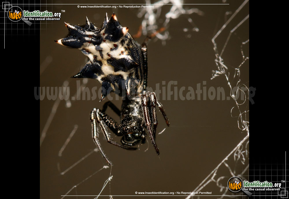 Full-sized image #3 of the Spined-Micrathena-Spider