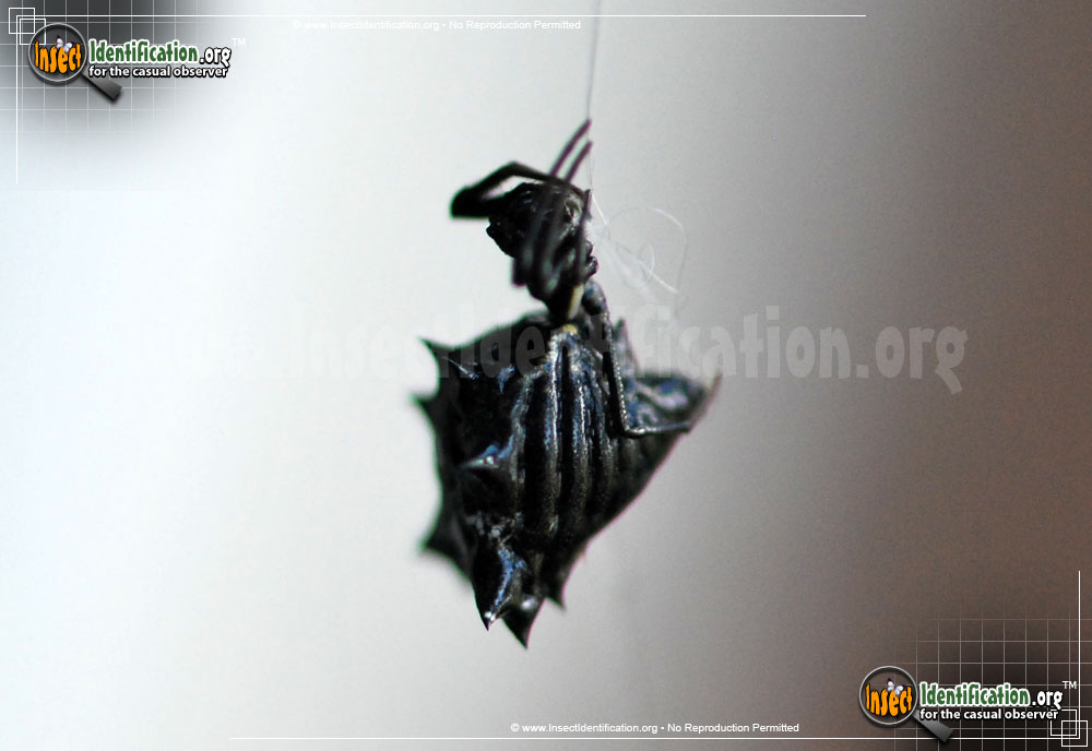 Full-sized image #7 of the Spined-Micrathena-Spider