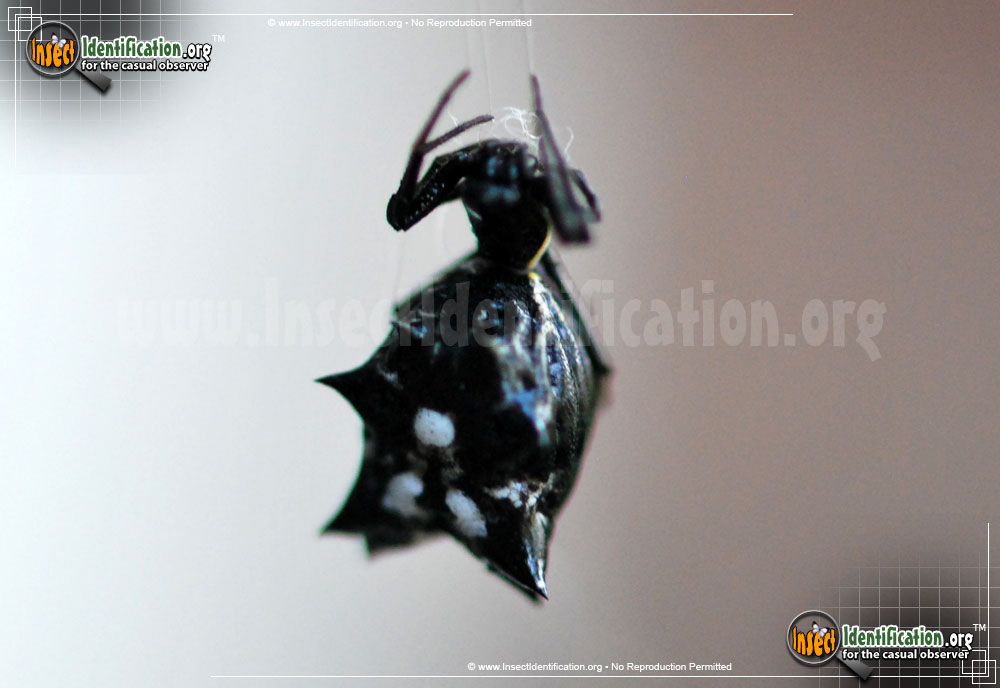 Full-sized image #8 of the Spined-Micrathena-Spider