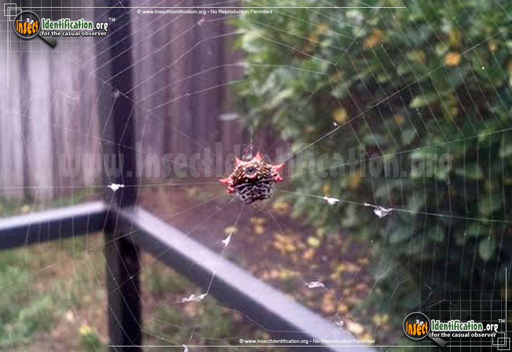 Full-sized image #6 of the Spiny-Backed-Orb-Weaver