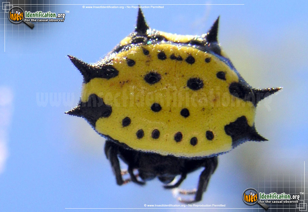 Full-sized image of the Spiny-Backed-Orb-Weaver