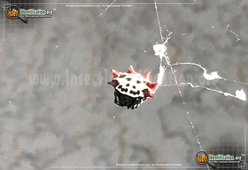 Full-sized image #13 of the Spiny-Backed-Orb-Weaver