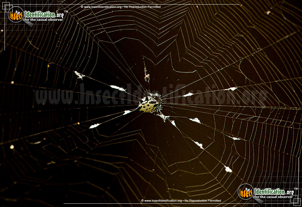 Full-sized image #12 of the Spiny-Backed-Orb-Weaver