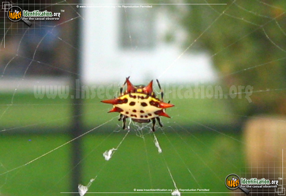 Full-sized image #3 of the Spiny-Backed-Orb-Weaver