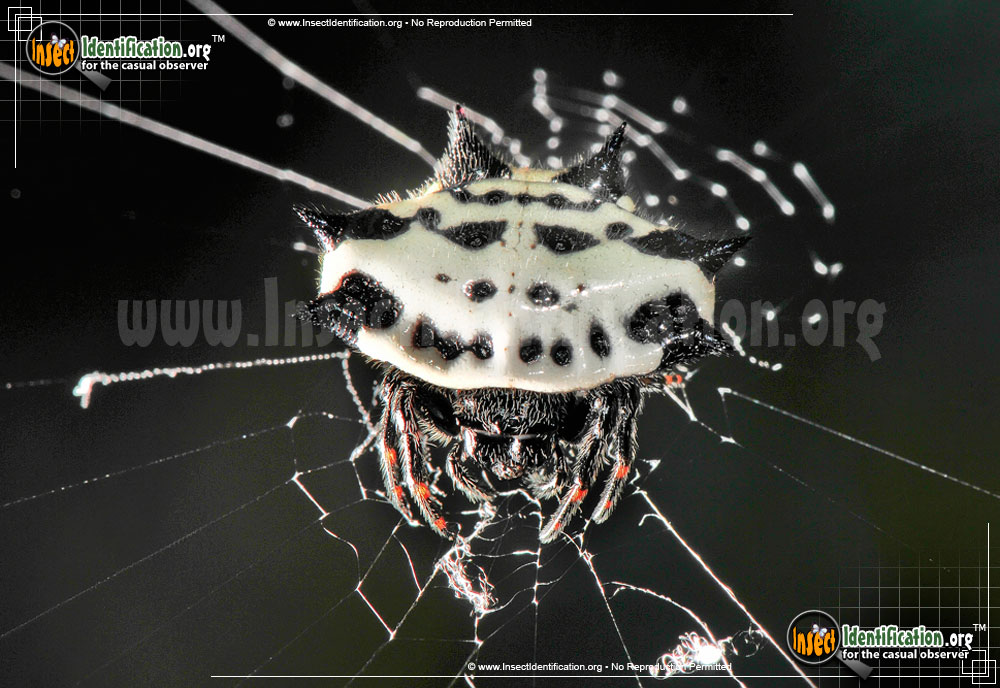 Full-sized image #2 of the Spiny-Backed-Orb-Weaver