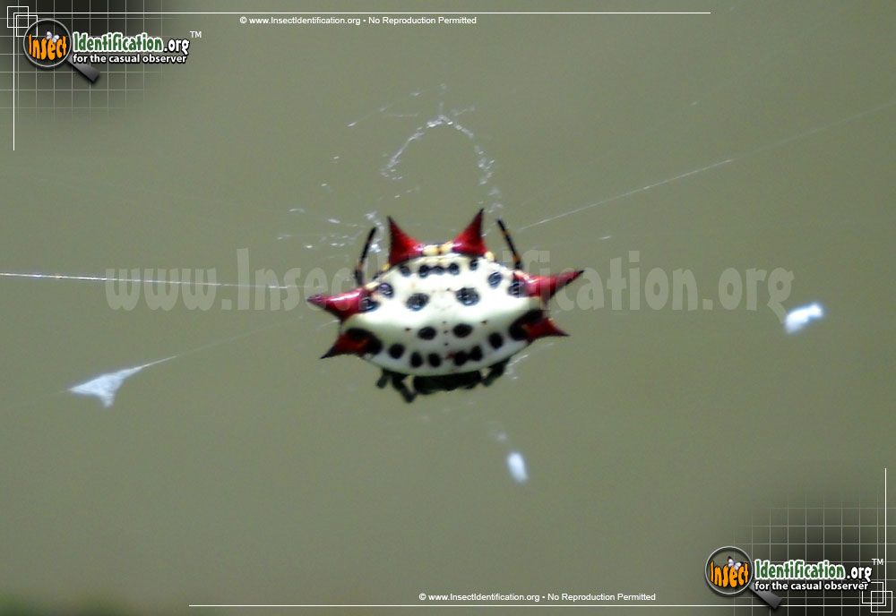 Full-sized image #14 of the Spiny-Backed-Orb-Weaver