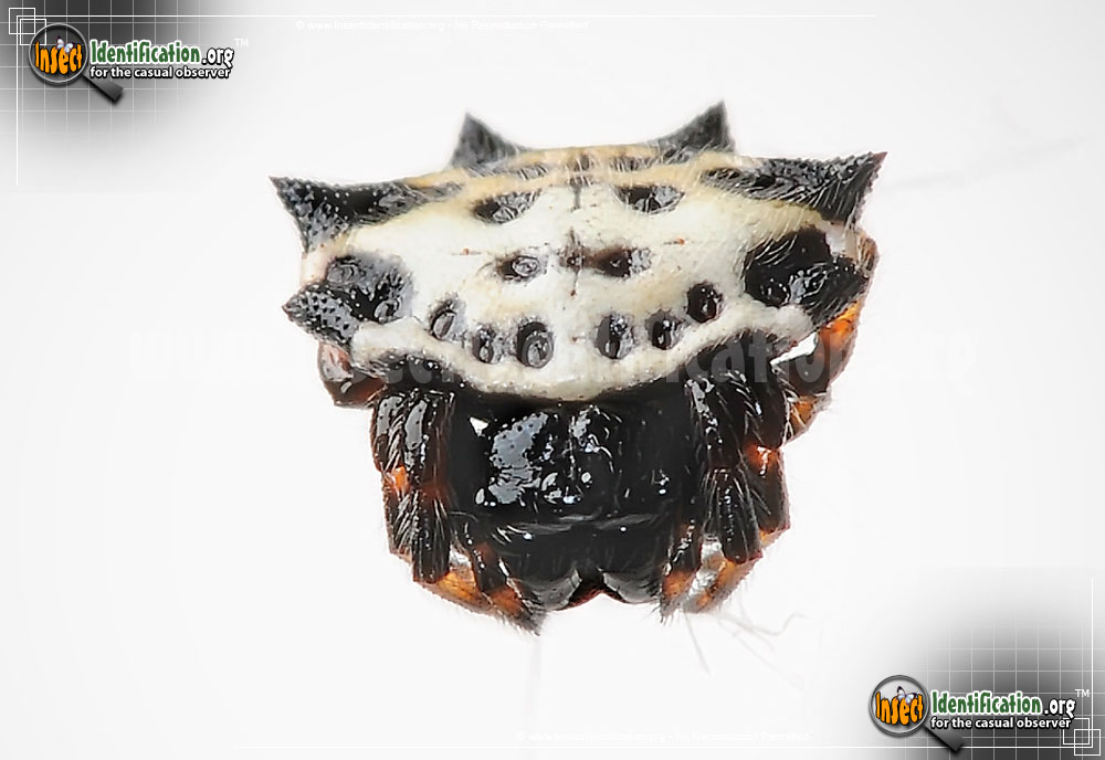 Full-sized image #15 of the Spiny-Backed-Orb-Weaver