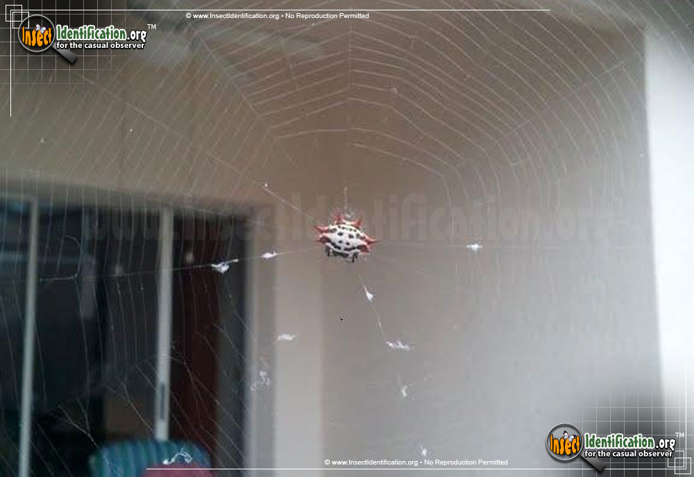 Full-sized image #10 of the Spiny-Backed-Orb-Weaver