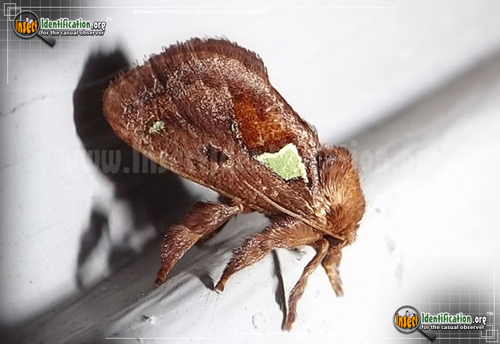Full-sized image of the Spiny-Oak-Slug-Moth