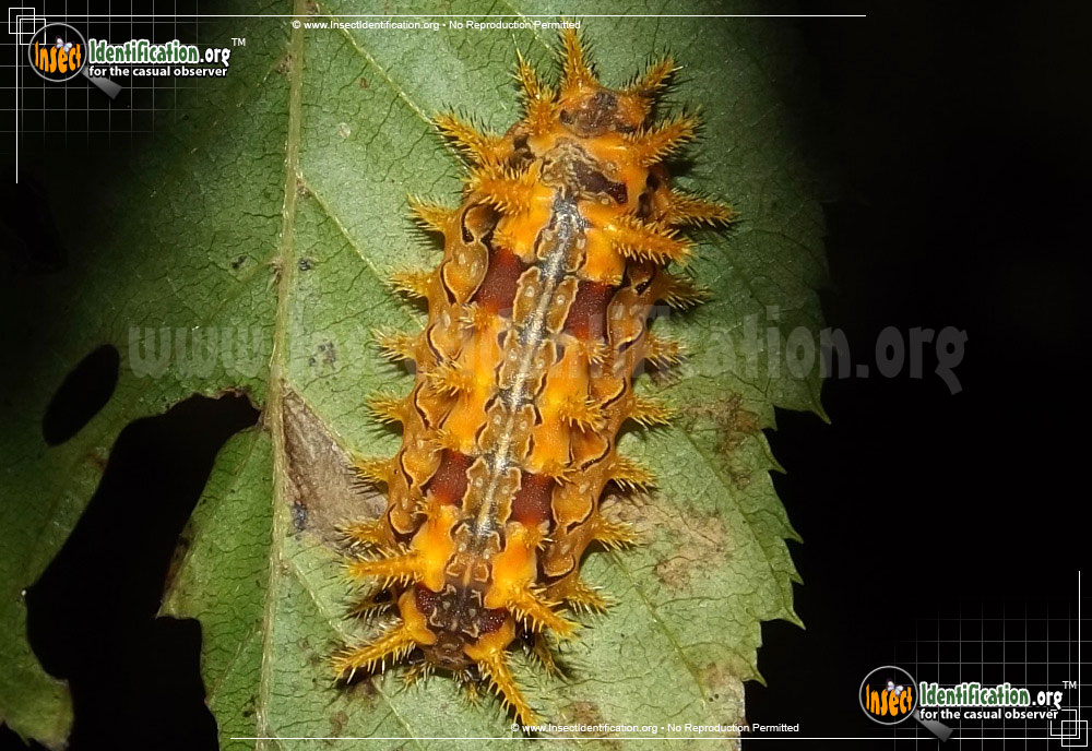 Full-sized image #2 of the Spiny-Oak-Slug-Moth