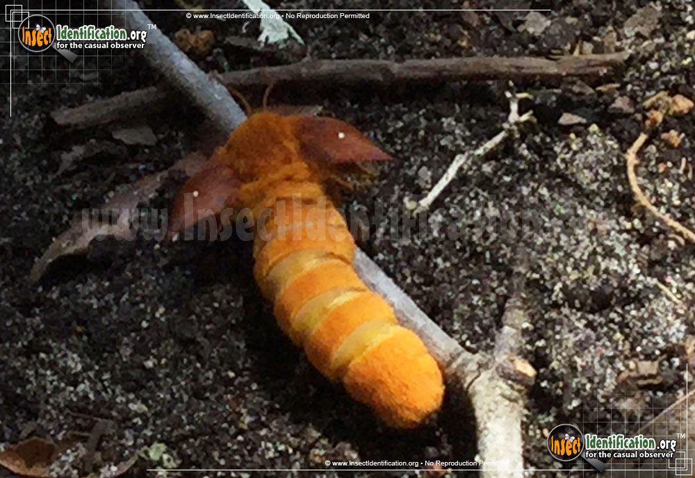 Full-sized image #5 of the Spiny-Oakworm-Moth