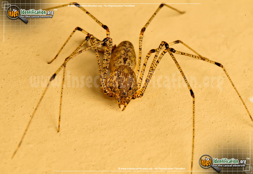 Full-sized image #2 of the Spitting-Spider