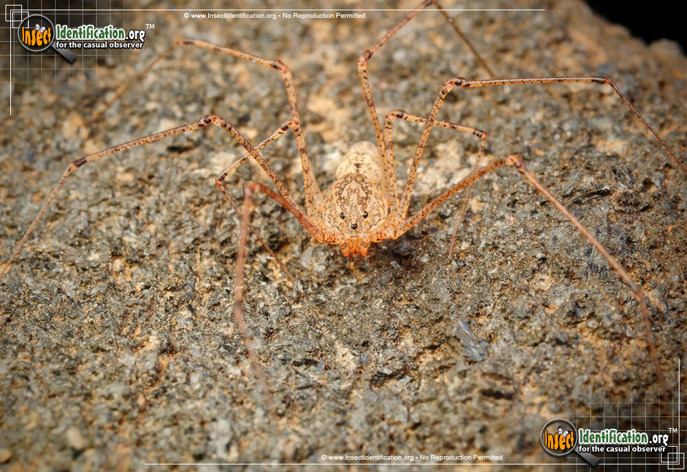 Full-sized image #9 of the Spitting-Spider