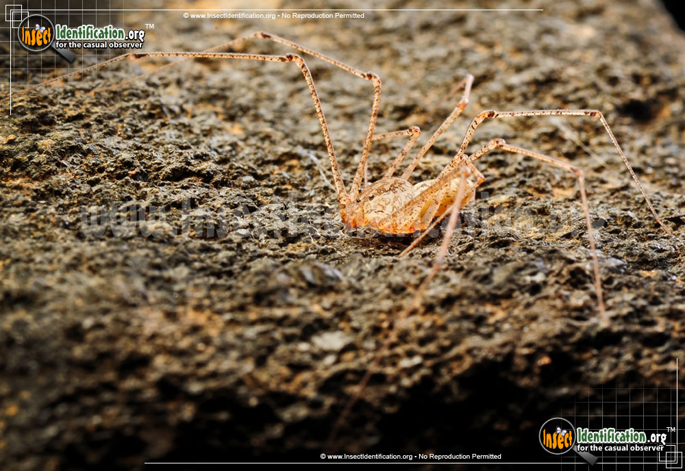 Full-sized image #8 of the Spitting-Spider
