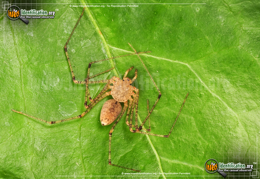 Full-sized image #5 of the Spitting-Spider