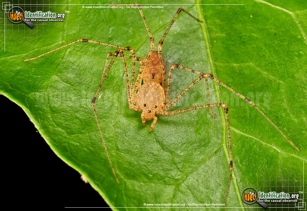 Full-sized image of the Spitting-Spider
