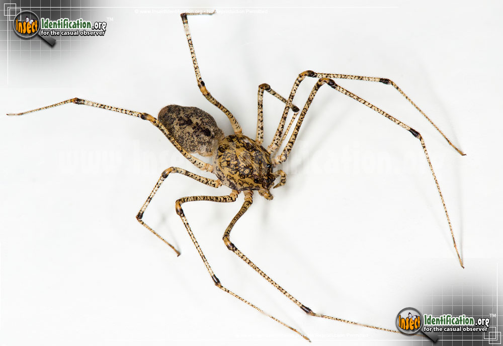 Full-sized image #4 of the Spitting-Spider