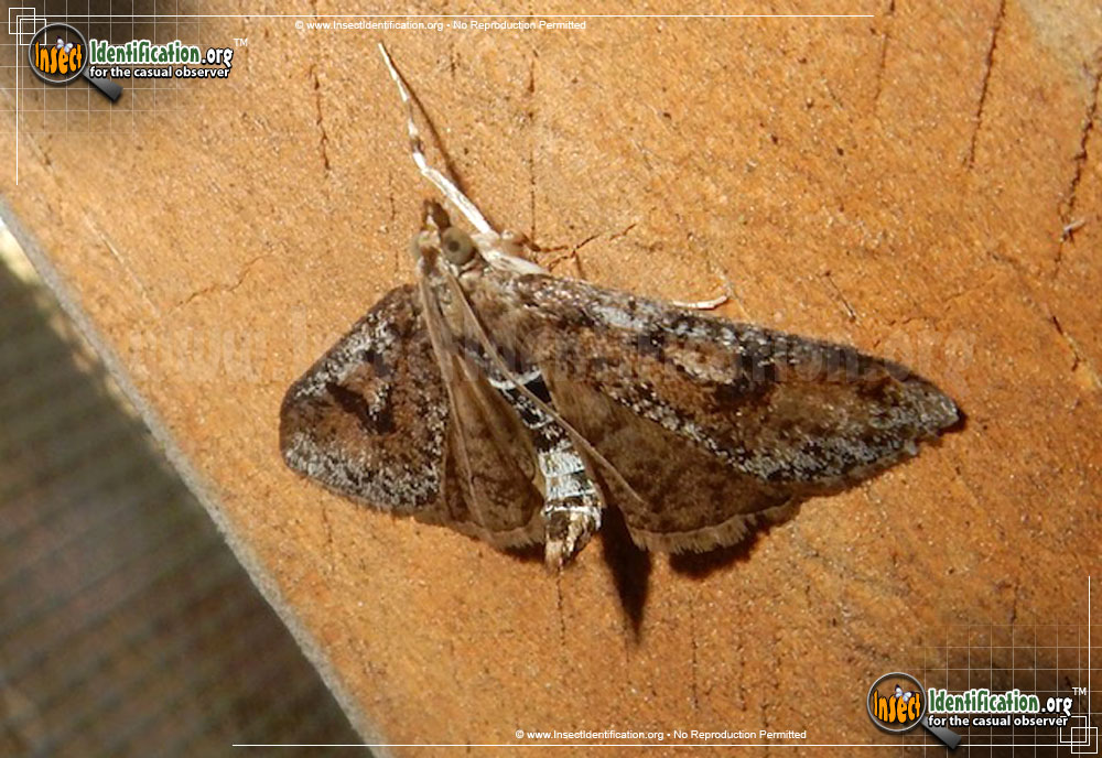 Full-sized image #2 of the Splendid-Palpita-Moth