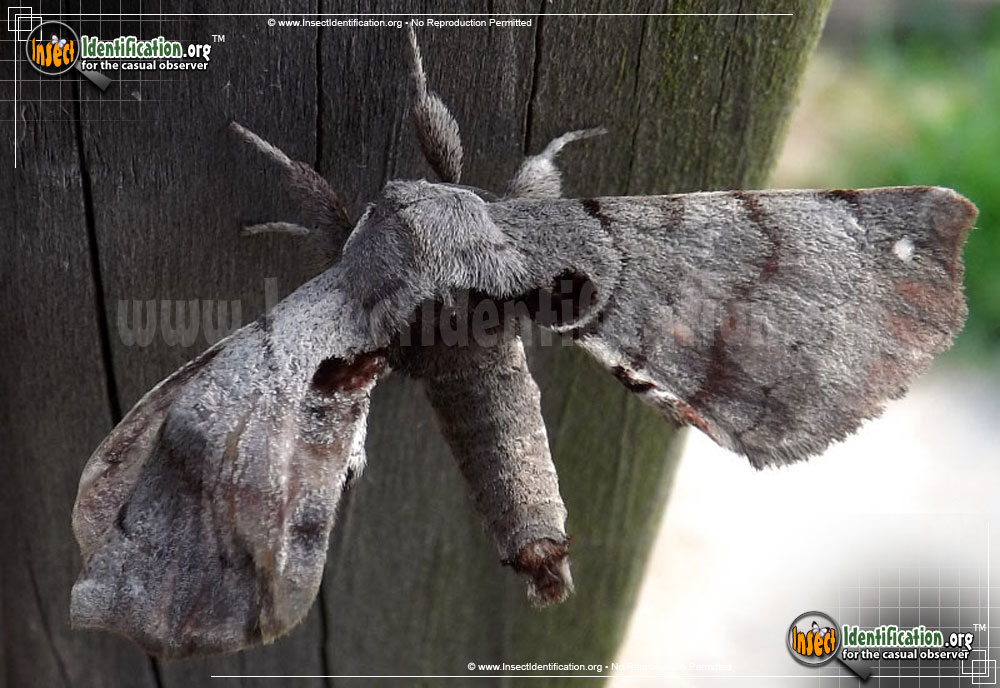 Full-sized image of the Spotted-Apatelodes-Moth