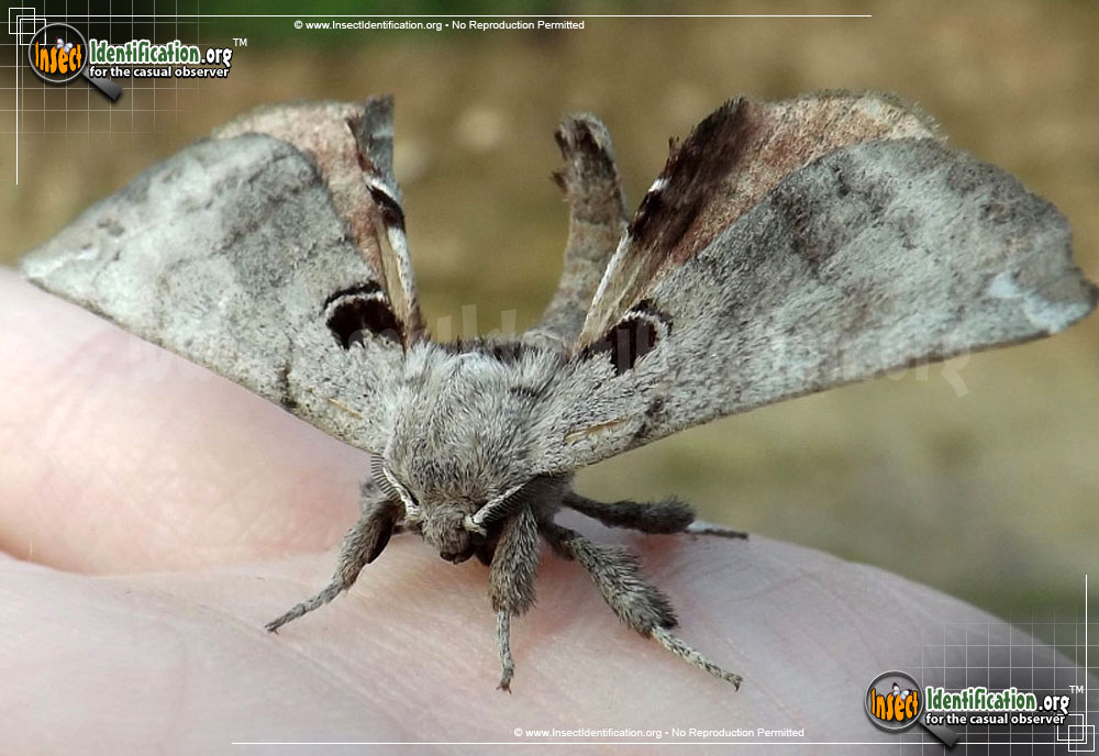 Full-sized image #4 of the Spotted-Apatelodes-Moth