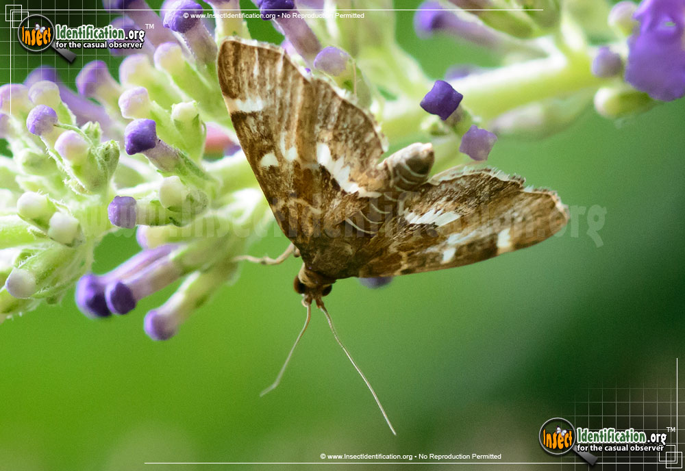 Full-sized image #2 of the Spotted-Beet-Webworm-Moth