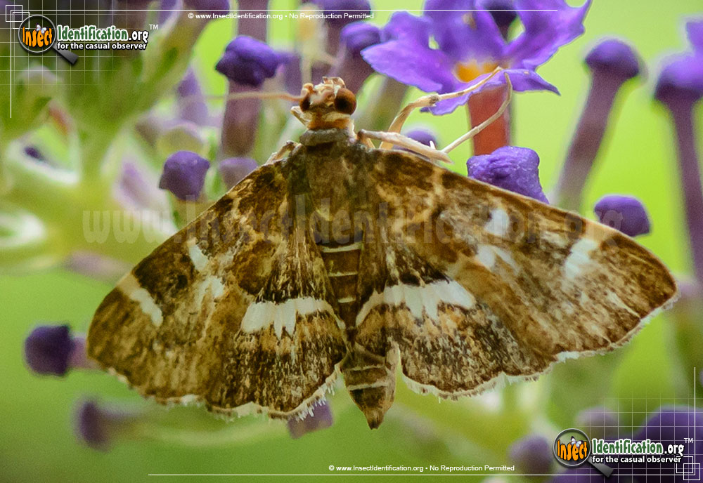 Full-sized image #3 of the Spotted-Beet-Webworm-Moth