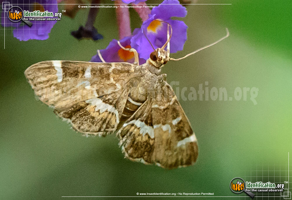 Full-sized image of the Spotted-Beet-Webworm-Moth