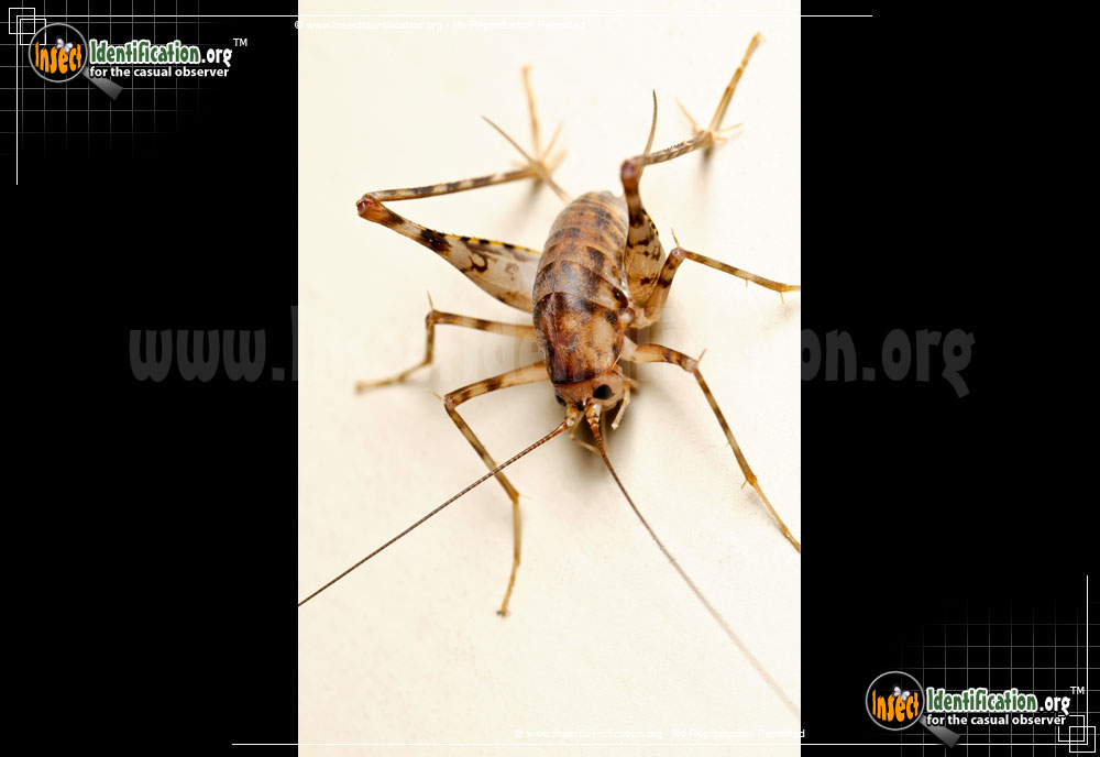 Full-sized image of the Spotted-Camel-Cricket