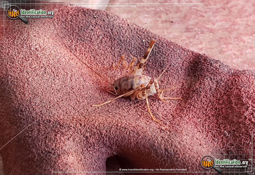 Full-sized image #4 of the Spotted-Camel-Cricket