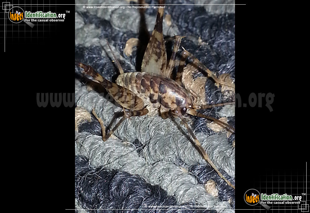 Full-sized image #6 of the Spotted-Camel-Cricket