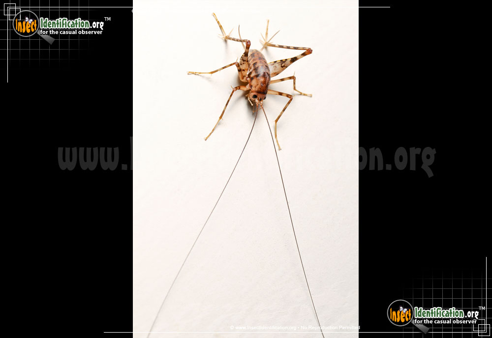 Full-sized image #8 of the Spotted-Camel-Cricket