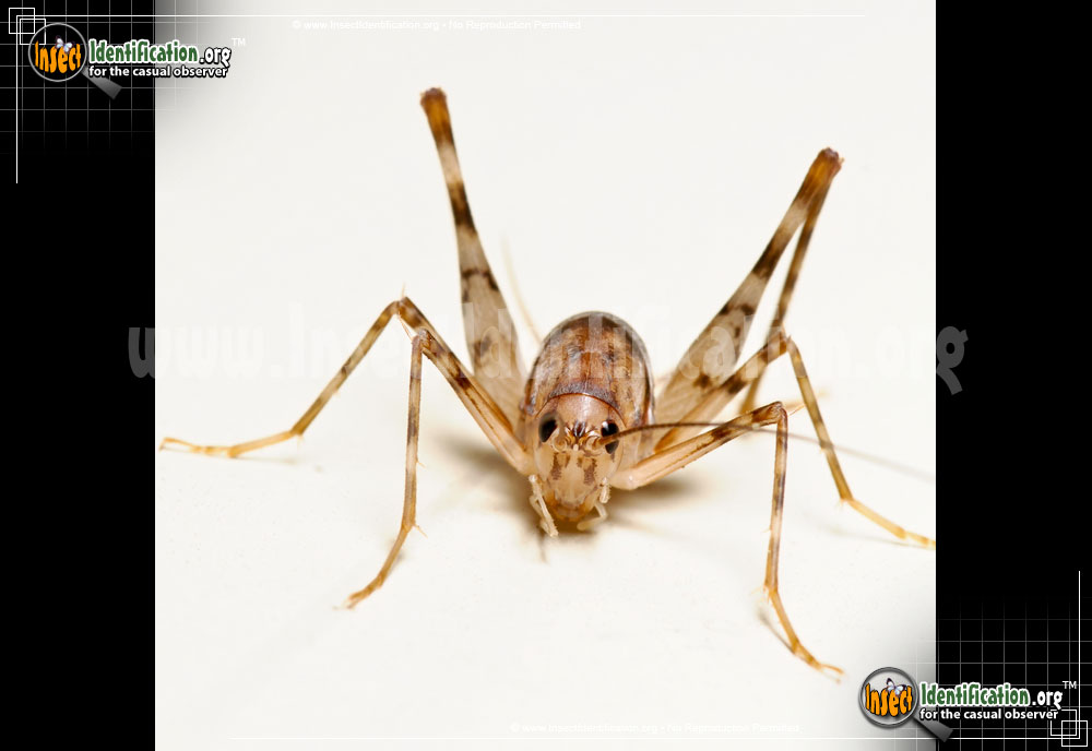Full-sized image #2 of the Spotted-Camel-Cricket