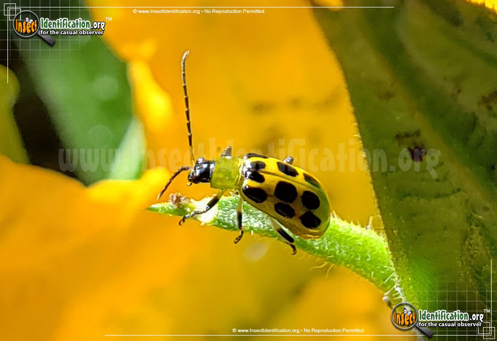 Full-sized image of the Spotted-Cucumber-Beetle