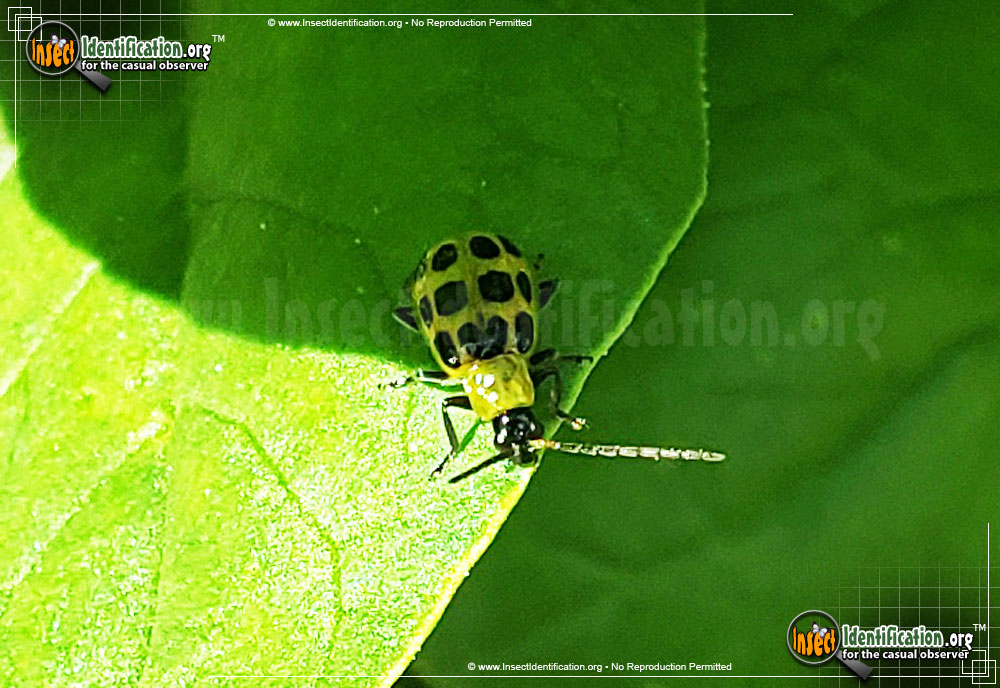 Full-sized image #2 of the Spotted-Cucumber-Beetle
