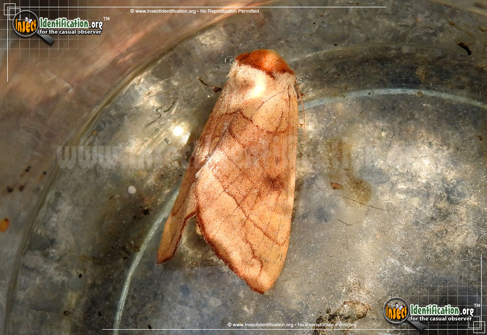 Full-sized image of the Spotted-Datana-Moth
