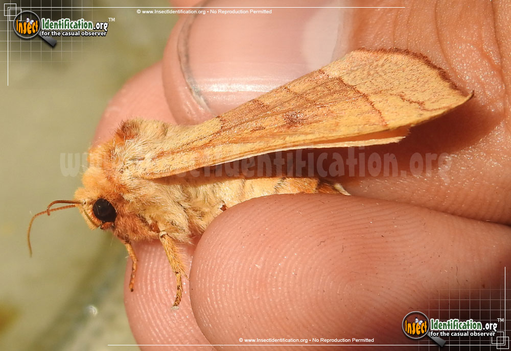 Full-sized image #2 of the Spotted-Datana-Moth