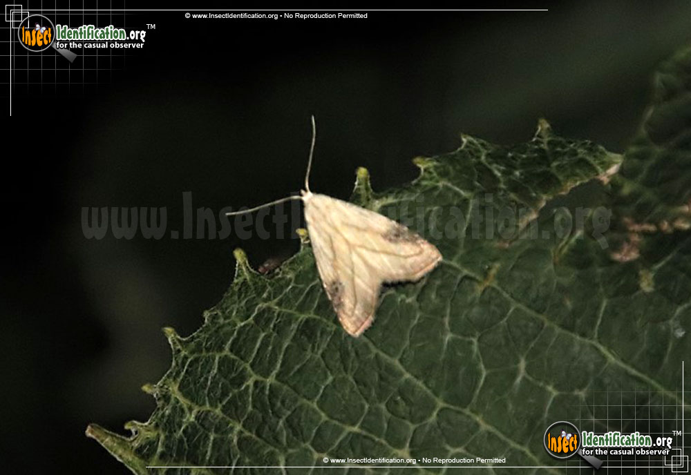 Full-sized image of the Spotted-Grass-Moth