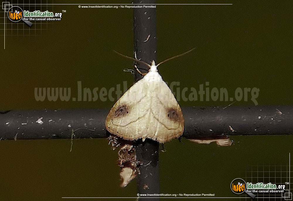 Full-sized image #2 of the Spotted-Grass-Moth