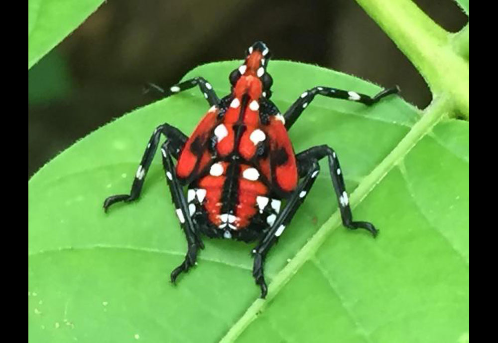 Full-sized image #2 of the Spotted-Lantern-Fly
