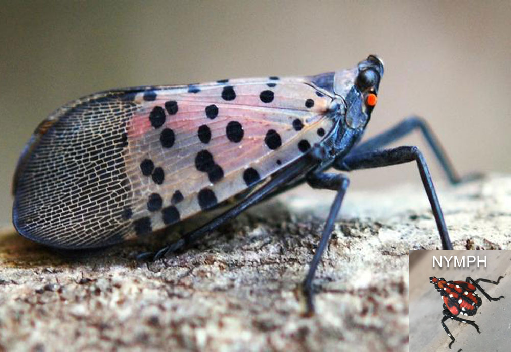 Full-sized image of the Spotted-Lantern-Fly