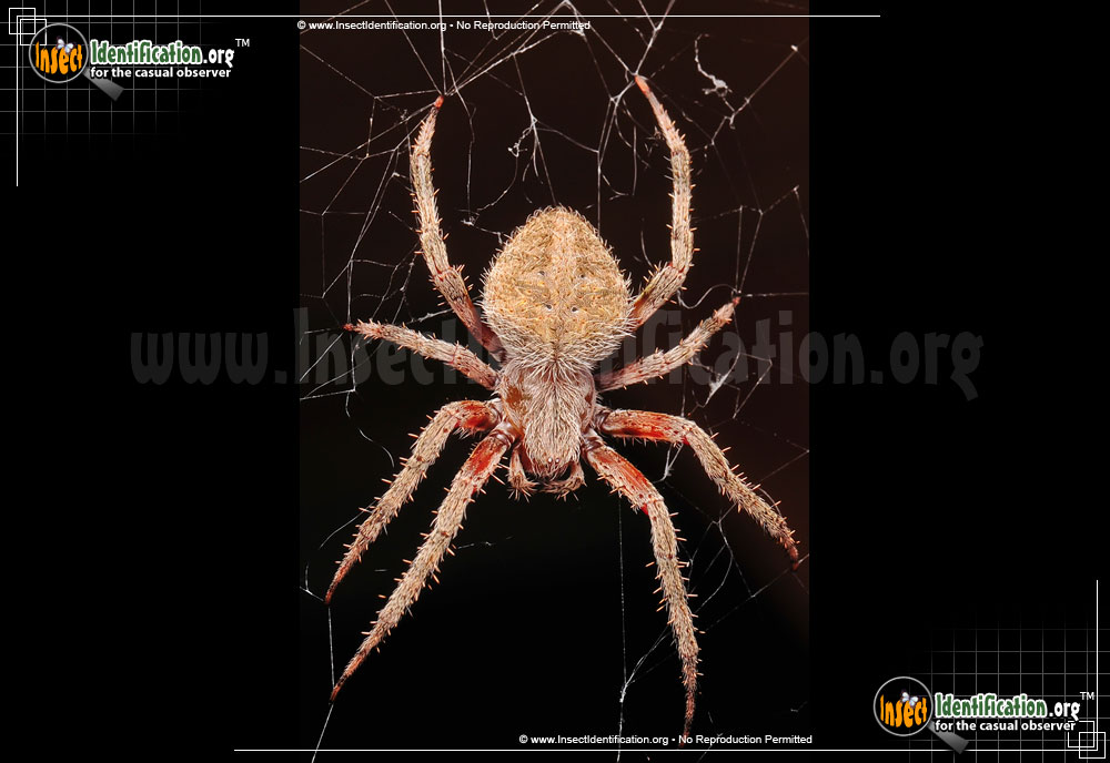 Full-sized image #14 of the Spotted-Orb-Weaver