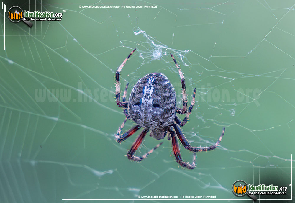 Full-sized image #4 of the Spotted-Orb-Weaver