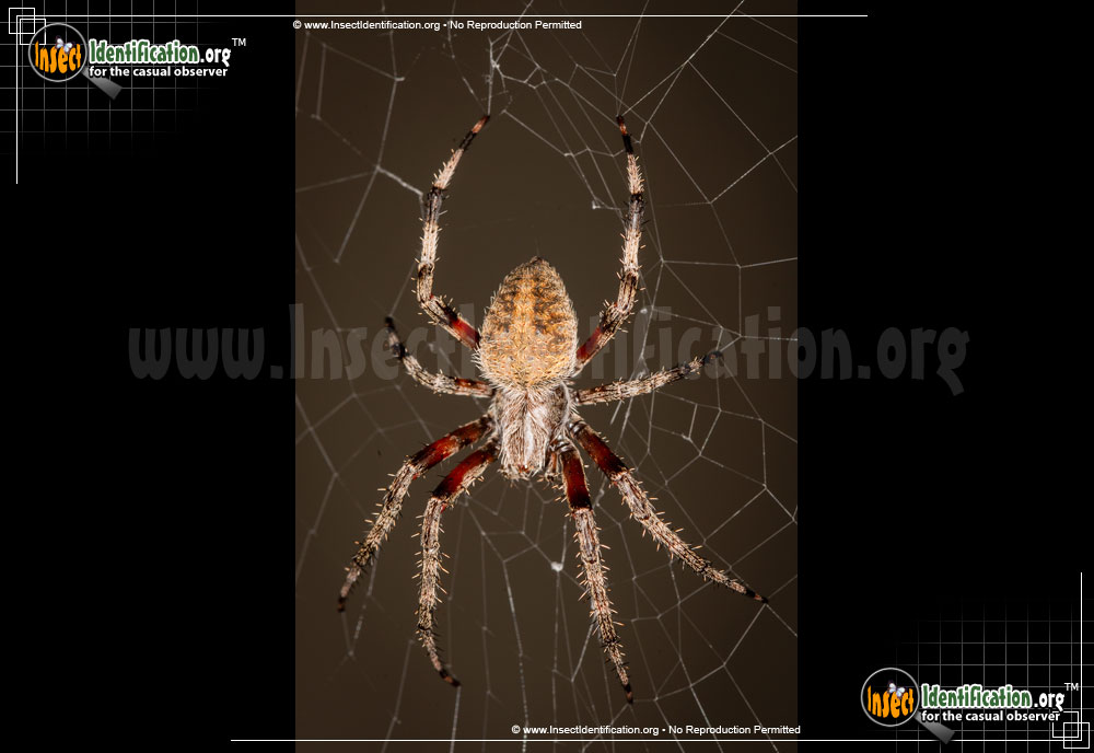 Full-sized image of the Spotted-Orb-Weaver