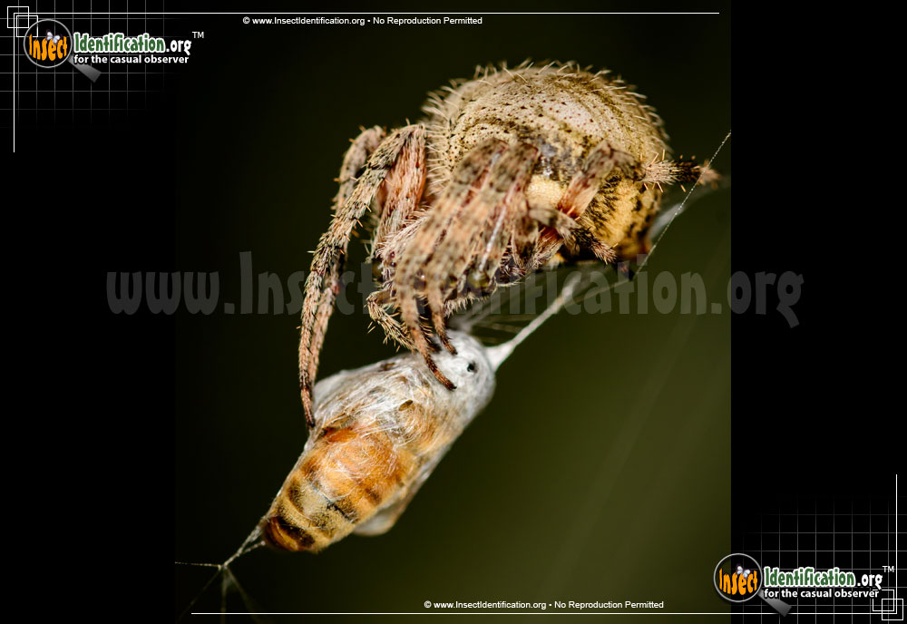 Full-sized image #9 of the Spotted-Orb-Weaver