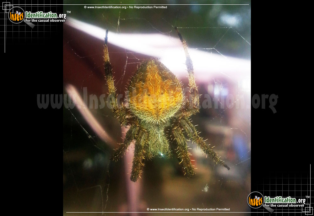 Full-sized image #6 of the Spotted-Orb-Weaver